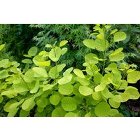 Kategorie <b>Produkt nicht gewünscht </b> - Cotinus coggygria 'Golden Lady' -R-