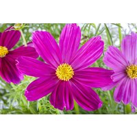Kategorie <b>Produkt nicht gewünscht </b> - Cosmos bipinnatus Pink