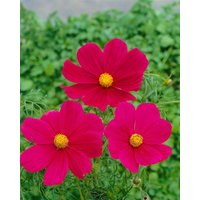 Kategorie <b>Produkt nicht gewünscht </b> - Cosmos bipinnatus Carmine