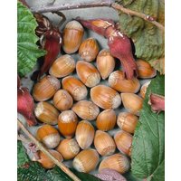 Kategorie <b>Nüsse </b> - Corylus avellana 'Webbs Preisnuß'