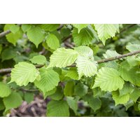Kategorie <b>Nüsse </b> - Corylus avellana 'Nottinghams Früheste' CAC