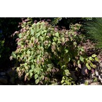 Laubbäume - Corylopsis spicata