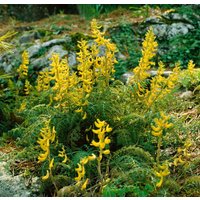 Kategorie <b>Produkt nicht gewünscht </b> - Corydalis cheilanthifolia