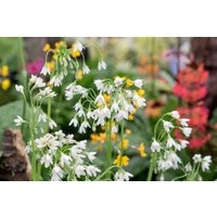 Kategorie <b>Stauden </b> - Cortusa matthioli 'Alba'