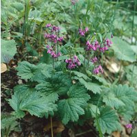 Kategorie <b>Stauden </b> - Cortusa matthioli