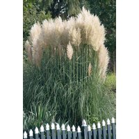 Kategorie <b>Gräser </b> - Cortaderia selloana 'Sunningdale Silver'