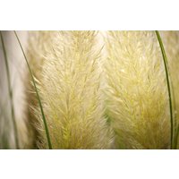 Kategorie <b>Gräser </b> - Cortaderia selloana 'Senior'