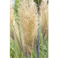 Kategorie <b>Gräser </b> - Cortaderia selloana 'Golden Goblin'