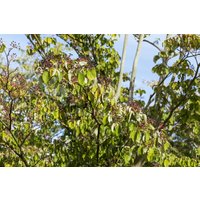 Blütensträucher und Ziergehölze - Cornus sanguinea