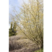 Kategorie <b>Hecken </b> - Cornus mas