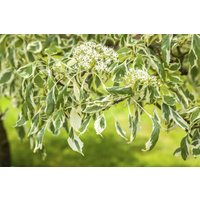 Blütensträucher und Ziergehölze - Cornus controversa 'Variegata'