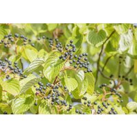 Kategorie <b>Produkt nicht gewünscht </b> - Cornus controversa