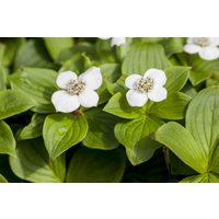 Kategorie <b>Produkt nicht gewünscht </b> - Cornus canadensis