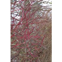 Kategorie <b>Hecken </b> - Cornus alba 'Sibirica'