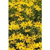 Kategorie <b>Produkt nicht gewünscht </b> - Coreopsis verticillata 'Zagreb'