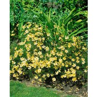 Kategorie <b>Produkt nicht gewünscht </b> - Coreopsis verticillata 'Moonbeam'