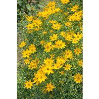Kategorie <b>Stauden </b> - Coreopsis tripteris