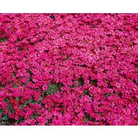 Kategorie <b>Stauden </b> - Coreopsis rosea 'Twinklebells Purple'
