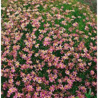 Kategorie <b>Stauden </b> - Coreopsis rosea 'Twinklebells Pink'
