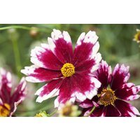 Kategorie <b>Produkt nicht gewünscht </b> - Coreopsis rosea 'Ruby Frost' -R-