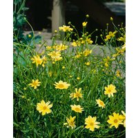 Kategorie <b>Produkt nicht gewünscht </b> - Coreopsis rosea 'Crcme Brulee' -R-