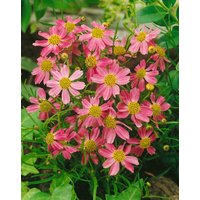 Kategorie <b>Produkt nicht gewünscht </b> - Coreopsis rosea 'American Dream'