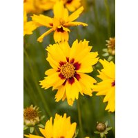 Kategorie <b>Produkt nicht gewünscht </b> - Coreopsis lanceolata 'Sterntaler'