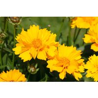 Kategorie <b>Produkt nicht gewünscht </b> - Coreopsis grandiflora 'Sunray', gen.