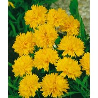 Kategorie <b>Produkt nicht gewünscht </b> - Coreopsis grandiflora 'Presto'
