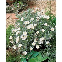 Kategorie <b>Produkt nicht gewünscht </b> - Convolvulus cneorum