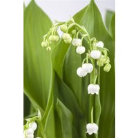 Stauden - Convallaria majalis, weiß