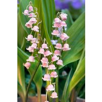 Kategorie <b>Stauden </b> - Convallaria majalis 'Rosea'