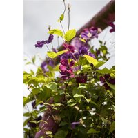 Kategorie <b>Produkt nicht gewünscht </b> - Clematis viticella 'Rubra'