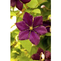 Kategorie <b>Produkt nicht gewünscht </b> - Clematis viticella 'Royal Velours'