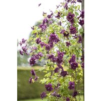 Kategorie <b>Produkt nicht gewünscht </b> - Clematis viticella 'Purpurea Plena Elegans'
