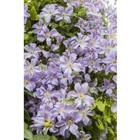 Kategorie <b>Produkt nicht gewünscht </b> - Clematis viticella 'Prince Charles'