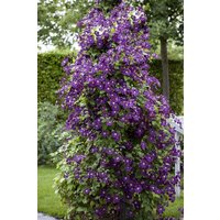 Kategorie <b>Produkt nicht gewünscht </b> - Clematis viticella 'Polish Spirit'