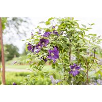 Kategorie <b>Produkt nicht gewünscht </b> - Clematis viticella 'Minuet'