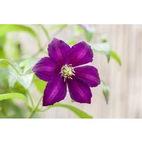Kategorie <b>Kletterpflanzen </b> - Clematis viticella 'Mikelite'