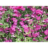 Kategorie <b>Produkt nicht gewünscht </b> - Clematis viticella 'Margot Koster'