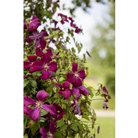 Kategorie <b>Produkt nicht gewünscht </b> - Clematis viticella 'Kermisina'