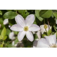 Kategorie <b>Produkt nicht gewünscht </b> - Clematis viticella 'Huldine'