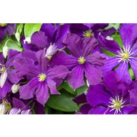 Kategorie <b>Produkt nicht gewünscht </b> - Clematis viticella 'Etoile Violette'