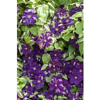 Kategorie <b>Produkt nicht gewünscht </b> - Clematis viticella 'Blue Belle'