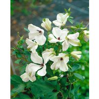 Kategorie <b>Produkt nicht gewünscht </b> - Clematis viticella 'Alba Luxurians'