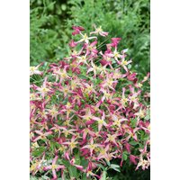 Kategorie <b>Produkt nicht gewünscht </b> - Clematis triternata 'Rubromarginata'