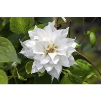 Kategorie <b>Produkt nicht gewünscht </b> - Clematis texensis 'Duchess of Edinburgh'