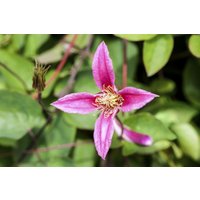 Kategorie <b>Produkt nicht gewünscht </b> - Clematis texensis 'Duchess of Albany'