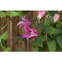 Kategorie <b>Produkt nicht gewünscht </b> - Clematis texensis 'Buckland Beauty'