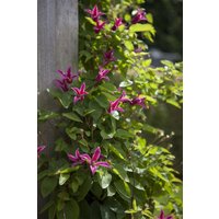 Kategorie <b>Produkt nicht gewünscht </b> - Clematis texensis 'Princess Diana'